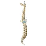 Spine Model